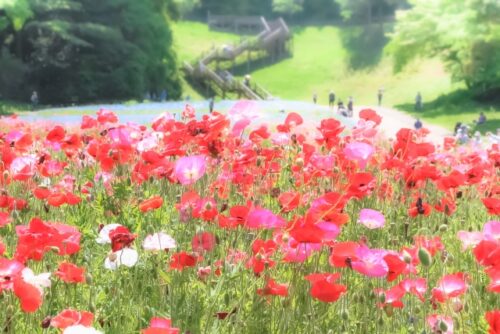 くりはま花の国